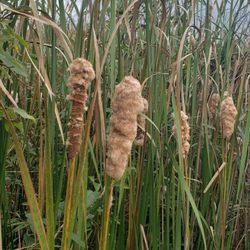 Tamarack Nature Preserve