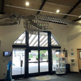 Skeleton of a Gray Whale Skeleton of a Gray Whale
