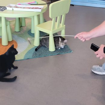 Cat Town - Kitties having a great time - Animal Shelters Near Me - Oakland, California