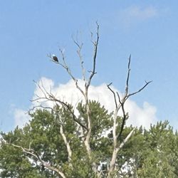 Fox Hollow River Tubing - Eagle sighting