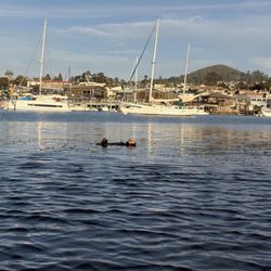 Rock Kayak - Sea Otter