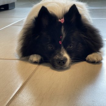 Maxy Pets Grooming - Pet Groomers Near Me - Margate, Florida