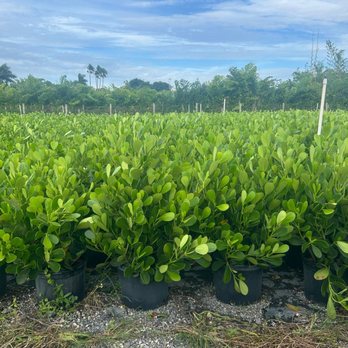 Santana & Plants - Nurseries & Gardening Near Me - Miami, Florida Santana & Plants - Nurseries & Gardening Near Me - Miami, Florida
