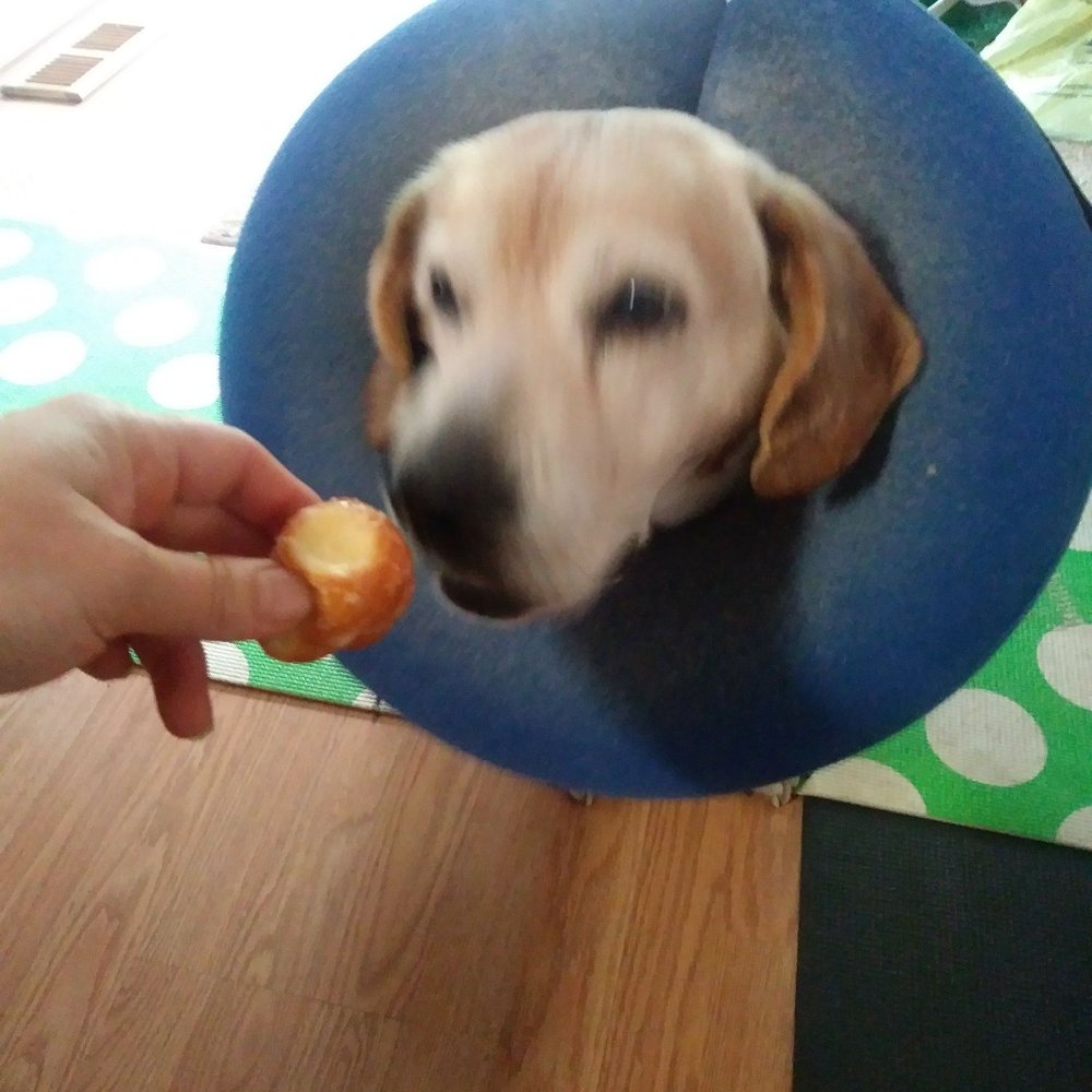 Daily Dozen - They gave Flash a donut hole! He enjoyed it while wearing his donut - LOL - Donuts Near Me - Sterling Heights, Michigan Daily Dozen - They gave Flash a donut hole! He enjoyed it while wearing his donut - LOL - Donuts Near Me - Sterling Heights, Michigan