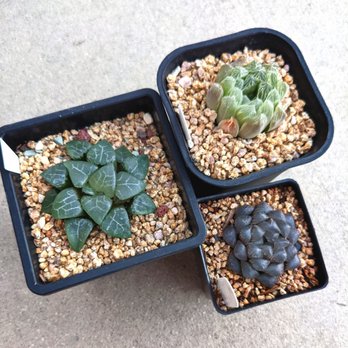 Shiyi Succulent Garden - Trio of beautiful haworthia: tsukikage, cooperi silver swirls, and obtusa - Nurseries & Gardening Near Me - Chino, California