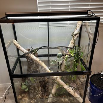 The Bio Dude - Finished Crested Gecko tank! - Reptile Shops Near Me - Webster, Texas The Bio Dude - Finished Crested Gecko tank! - Reptile Shops Near Me - Webster, Texas