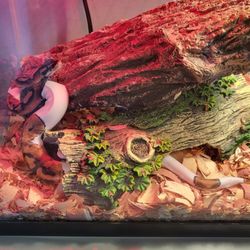 Josh's Pet Agree - Our Newest addition. " FRECKLES " the PIED PYTHON