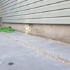 Bueno Landscaping gift card