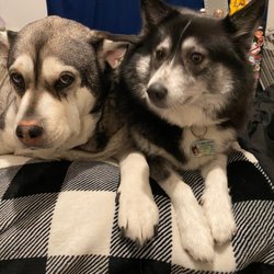 Scott A. Jackson DVM - Tika  & Koda