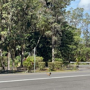 Kaumana Caves - About to cross the road with this cock. Hee - Parks Near Me Kaumana Caves - About to cross the road with this cock. Hee - Parks Near Me