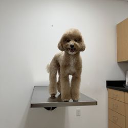 West LA Veterinary Group