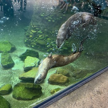 Zoo Knoxville - This otter be fun. - Zoos Near Me - Knoxville, Tennessee Zoo Knoxville - This otter be fun. - Zoos Near Me - Knoxville, Tennessee
