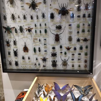 The Evolution Store - Home Decor Near Me - New York, New York