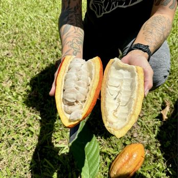 Lavaloha - Cacao fruit! - Chocolatiers & Shops Near Me - Hilo, Hawaii