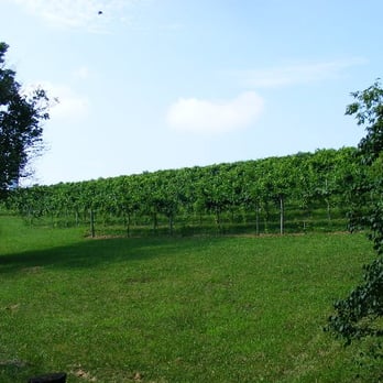 River Valley Winery - a vineyard in the distance - Wineries Near Me - Carrollton, Kentucky River Valley Winery - a vineyard in the distance - Wineries Near Me - Carrollton, Kentucky