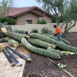 Roadrunner Cactus - Saguaro Removal - Landscaping Near Me - Phoenix, Arizona