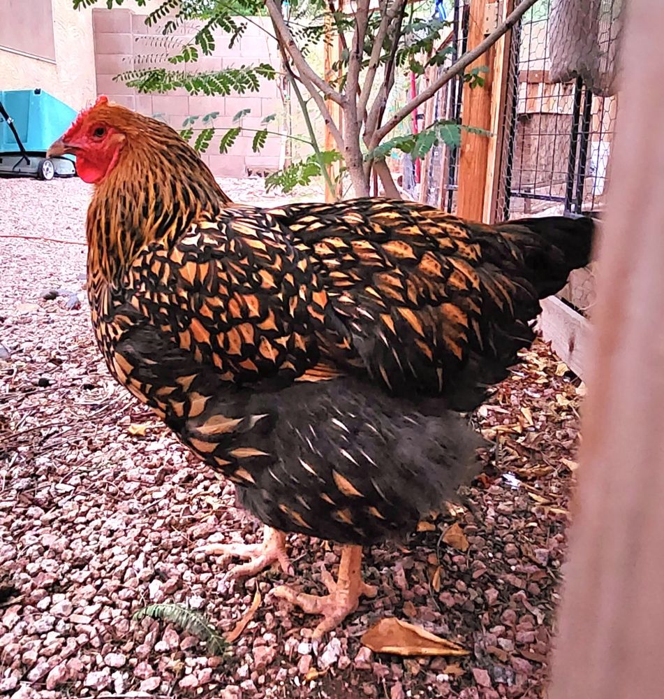 SitStayLuv - pet boarding facility in Mesa, AZ