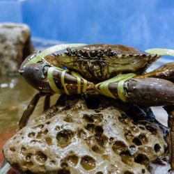 Angry Crab Restaurant
