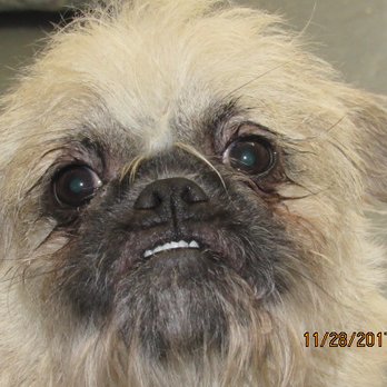 N.E.W. Pawsibilities - Joey - Animal Shelters Near Me - Oshkosh, Wisconsin