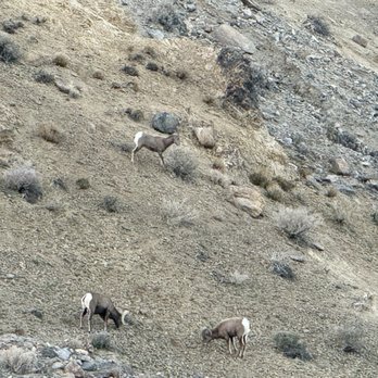 The Bighorn Crossing - Mountain sheep just outside the entrance into the restaurant. - Coffee & Tea Near Me - Walker Lake, Nevada The Bighorn Crossing - Mountain sheep just outside the entrance into the restaurant. - Coffee & Tea Near Me - Walker Lake, Nevada