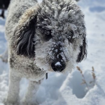 Merry Pets - Koda - Dog Walkers Near Me - Salt Lake City, Utah
