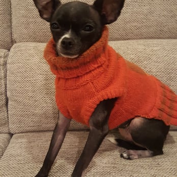 Ruff Haus Pets - Thanks for warm cute sweater - Pet Stores Near Me - Chicago, Illinois