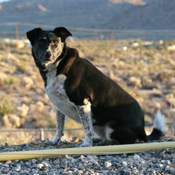 Dogtown Dogwalker