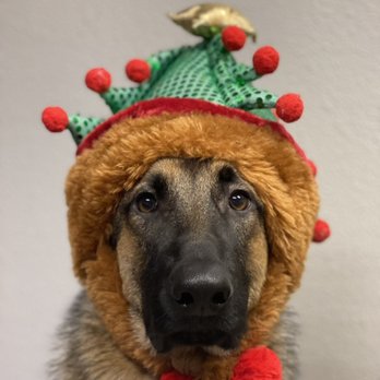 Royal K9 - Pet Training Near Me Royal K9 - Pet Training Near Me