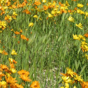 Agua Dulce Winery - wild orange flowers everywhere - Wineries Near Me - Agua Dulce, California Agua Dulce Winery - wild orange flowers everywhere - Wineries Near Me - Agua Dulce, California