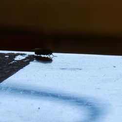 El Toro Market - There flies where they make food