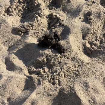 Beachfront Only Vacation Rentals - Yard has dog waste on arrival. - Vacation Rentals Near Me - Oceanside, California Beachfront Only Vacation Rentals - Yard has dog waste on arrival. - Vacation Rentals Near Me - Oceanside, California