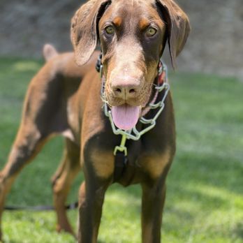 OC Dog Care - Pet Boarding Near Me OC Dog Care - Pet Boarding Near Me