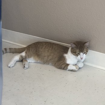 Catopia Cat Cafe - Pet Adoption Near Me - Albuquerque, New Mexico