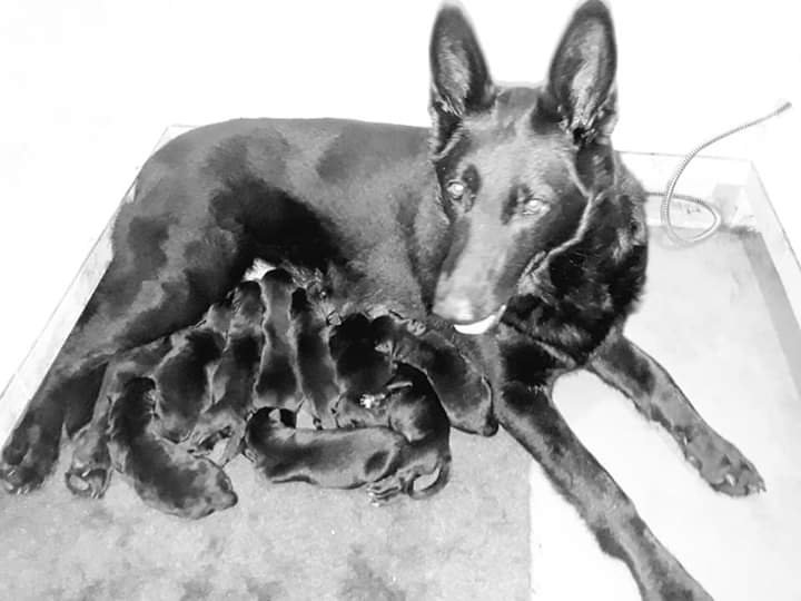 MARSH RUN KENNELS Updated October 2024 11 Reviews 4191 Sheely Rd