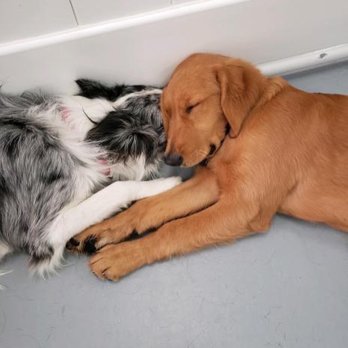 Canines Unleashed - Picture of my girls napping together at daycare that they texted me one day ! - Pet Boarding Near Me - San Diego, California