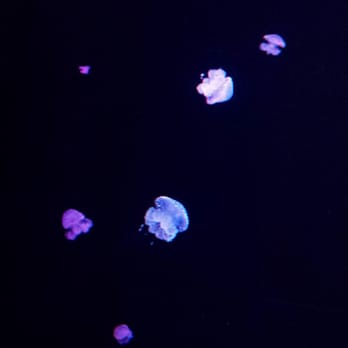 Aquarium Finisterrae - Museums Near Me - A Coruña, C Aquarium Finisterrae - Museums Near Me - A Coruña, C