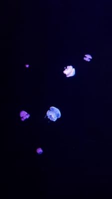 Aquarium Finisterrae by null