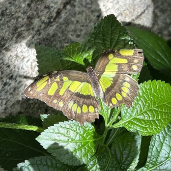Niagara Parks Butterfly Conservatory - Zoos Near Me - Niagara Falls, Ontario