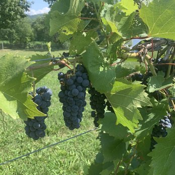 Victory View Vineyard - Grapes - Wine Tasting Room Near Me - Schaghticoke, New York