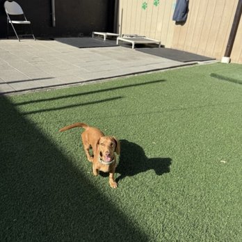 Lucky Buddies Pet Sitting - Pet Boarding Near Me - San Jose, California Lucky Buddies Pet Sitting - Pet Boarding Near Me - San Jose, California