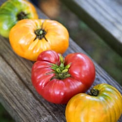 The Farm - The Farm heirloom tomatoes