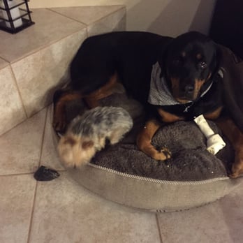 Grubby Dogs - Pet Groomers Near Me - Murrieta, California