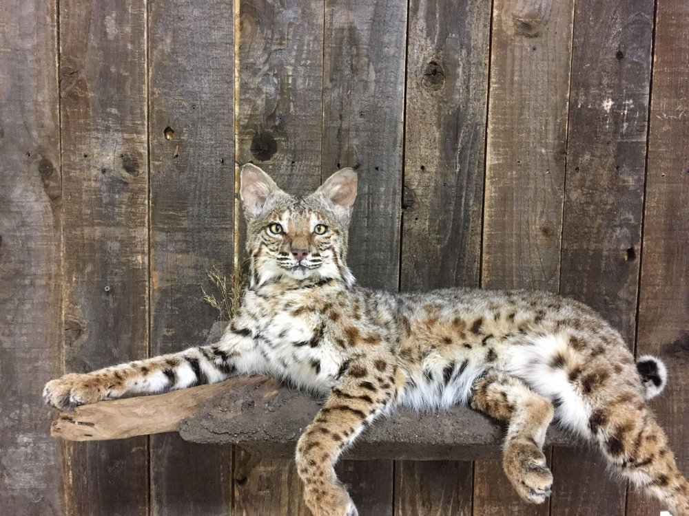 Trophy Buck Inc., Game Processing & Taxidermy - taxidermy in Lytle, TX