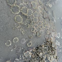 Seaside Beach - Tide pool