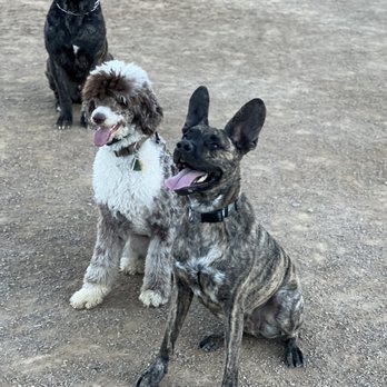Strutt Your Mutt - Dog during a walk! - Dog Walkers Near Me Strutt Your Mutt - Dog during a walk! - Dog Walkers Near Me
