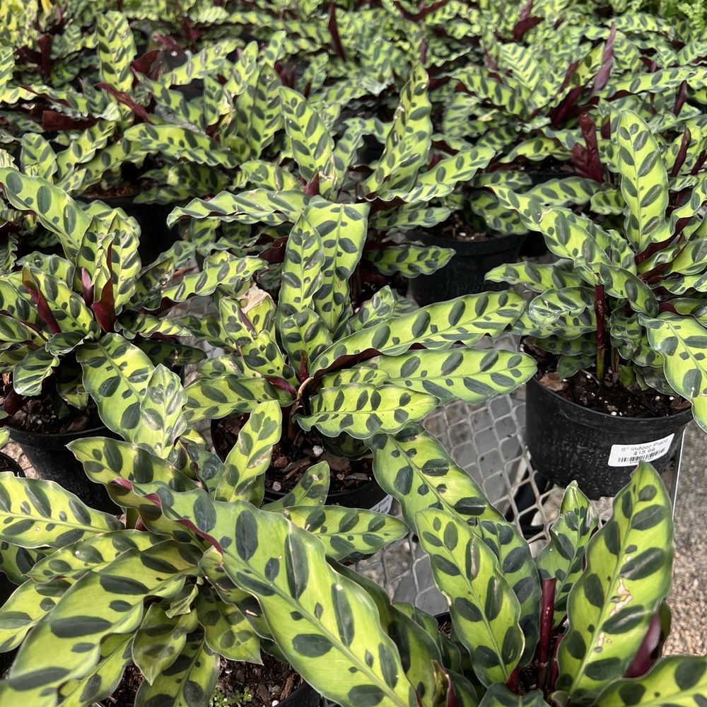 Sunshine Growers Nursery - indoor house plants 3/2022 - Calathea - Nurseries & Gardening Near Me - Eastvale, California
