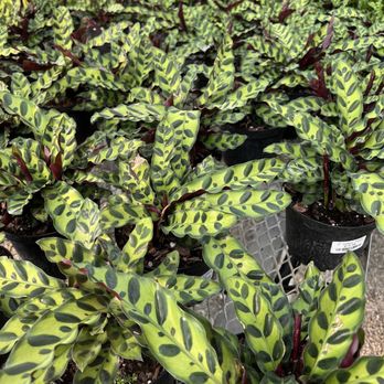 Sunshine Growers Nursery - indoor house plants 3/2022 - Calathea - Nurseries & Gardening Near Me - Eastvale, California Sunshine Growers Nursery - indoor house plants 3/2022 - Calathea - Nurseries & Gardening Near Me - Eastvale, California