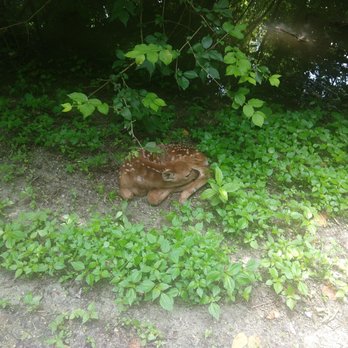 Katy Trail - Baby Fawn on side of trail..... mom leaves them and will come back and nurse until they are old enough to travel. - Hiking Near Me