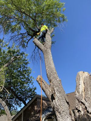 Nolasco Tree And Gardening Service
