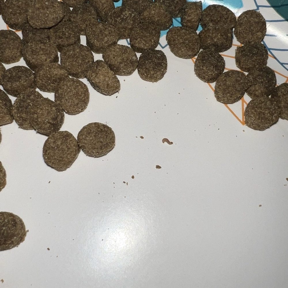 Maggots in the food and moths Maggots in the food and moths